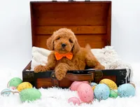 Archie, a male Miniature Goldendoodle for sale in Statesville, NC – Photo 5 of 10