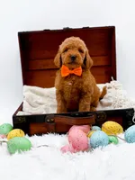 Archie, a male Miniature Goldendoodle for sale in Statesville, NC – Photo 8 of 10