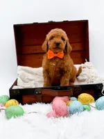 Archie, a male Miniature Goldendoodle for sale in Statesville, NC – Photo 7 of 10