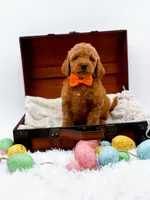 Archie, a male Miniature Goldendoodle for sale in Statesville, NC – Photo 6 of 10