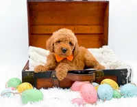 Archie, a male Miniature Goldendoodle for sale in Statesville, NC – Photo 3 of 10