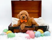 Archie, a male Miniature Goldendoodle for sale in Statesville, NC – Photo 4 of 10