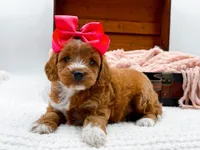 Sophia, a female Miniature Goldendoodle for sale in Statesville, NC – 3 of 10