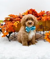 Ted, a male Cavapoo for sale in Statesville, NC – 3 of 10