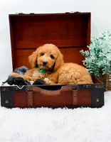 Gary, a male Goldendoodle for sale in Statesville, NC – 7 of 10