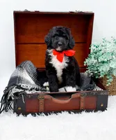 Fonzie, a male Bernedoodle for sale in Statesville, NC – 3 of 10