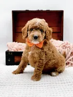 Alfie, a male Miniature Goldendoodle for sale in Statesville, NC – 4 of 10