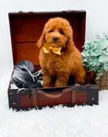 Elsie, a female Miniature Goldendoodle for sale in Statesville, NC – 3 of 9