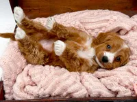 Stella, a female Miniature Goldendoodle for sale in Statesville, NC – 10 of 10