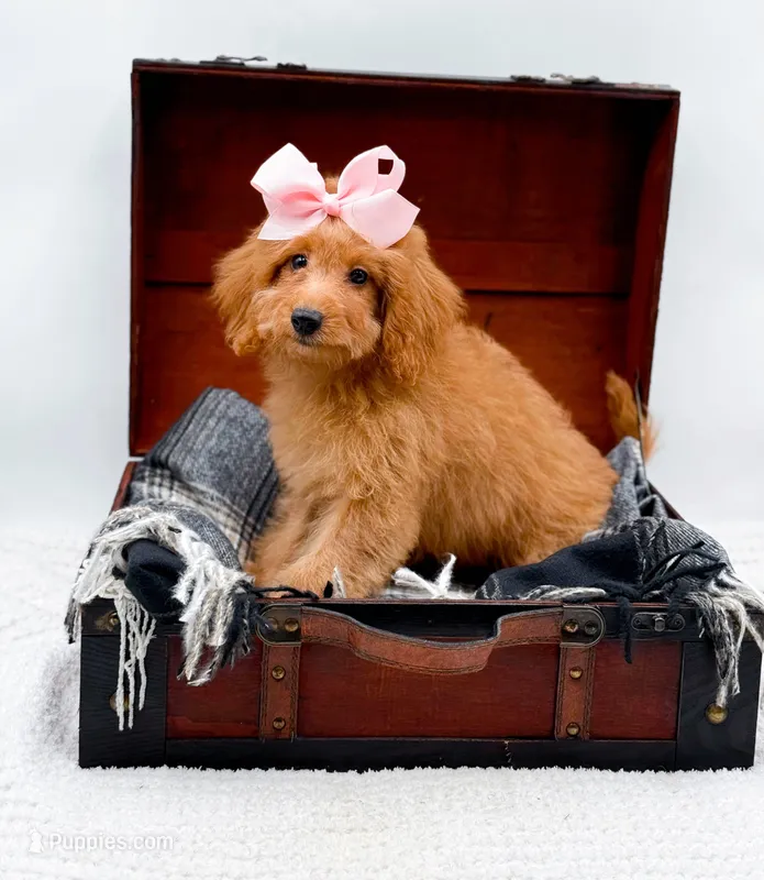 Susie – Miniature Goldendoodle puppy for sale in Statesville, NC