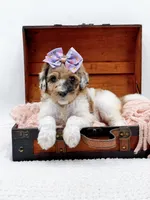 Hailey, a female Bernedoodle for sale in Statesville, NC – 7 of 10