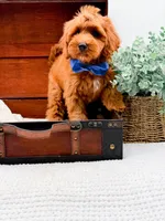 Paulie, a male Miniature Goldendoodle for sale in Statesville, NC – 7 of 10