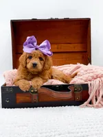 Summer, a female Miniature Goldendoodle for sale in Statesville, NC – 9 of 10