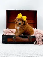 Sally, a female Miniature Goldendoodle for sale in Statesville, NC – 8 of 10