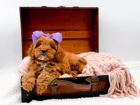 Rosie, a female Cavapoo for sale in Statesville, NC – 8 of 10