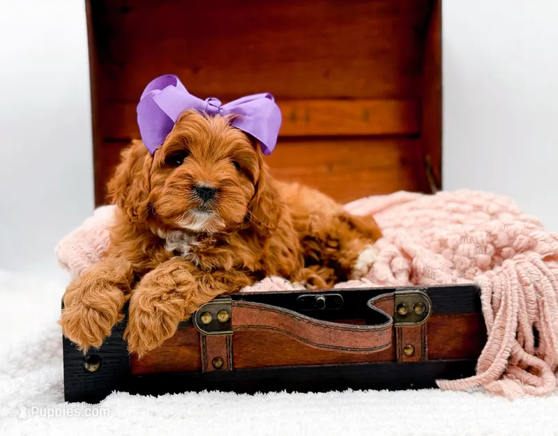 Rosie – Cavapoo puppy for sale in Statesville, NC