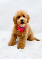 Heidi, a female Miniature Goldendoodle for sale in Statesville, NC – 3 of 10