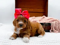 Sophia, a female Miniature Goldendoodle for sale in Statesville, NC – 6 of 10