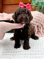 Micro Mini-Nutella, a female Miniature Bernedoodle for sale in Statesville, NC – 7 of 10