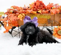 Tessa, a female Cavapoo for sale in Statesville, NC – 3 of 10