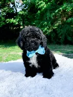 Micro Mini-Nelson, a male Miniature Bernedoodle for sale in Statesville, NC – 5 of 10