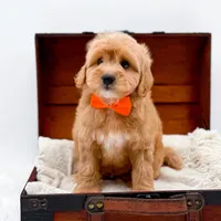 Skittles, a male Miniature Goldendoodle for sale in Statesville, NC – Photo 10 of 10