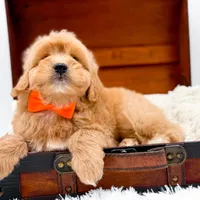 Skittles, a male Miniature Goldendoodle for sale in Statesville, NC – Photo 2 of 10