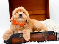 Skittles, a male Miniature Goldendoodle for sale in Statesville, NC – Photo 1 of 10