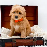 Skittles, a male Miniature Goldendoodle for sale in Statesville, NC – Photo 7 of 10