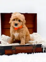 Skittles, a male Miniature Goldendoodle for sale in Statesville, NC – Photo 7 of 10