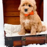 Skittles, a male Miniature Goldendoodle for sale in Statesville, NC – Photo 5 of 10