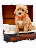 Skittles, a male Miniature Goldendoodle for sale in Statesville, NC – Photo 5 of 10