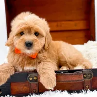 Skittles, a male Miniature Goldendoodle for sale in Statesville, NC – Photo 9 of 10