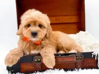 Skittles, a male Miniature Goldendoodle for sale in Statesville, NC – Photo 9 of 10