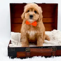 Skittles, a male Miniature Goldendoodle for sale in Statesville, NC – Photo 1 of 10