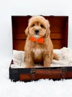 Skittles, a male Miniature Goldendoodle for sale in Statesville, NC – Photo 3 of 10