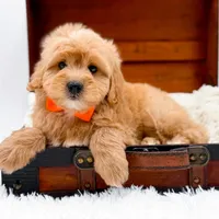 Skittles, a male Miniature Goldendoodle for sale in Statesville, NC – Photo 6 of 10