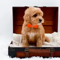 Skittles, a male Miniature Goldendoodle for sale in Statesville, NC – Photo 4 of 10