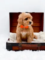 Skittles, a male Miniature Goldendoodle for sale in Statesville, NC – Photo 4 of 10