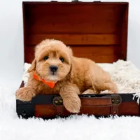 Skittles, a male Miniature Goldendoodle for sale in Statesville, NC – Photo 3 of 10
