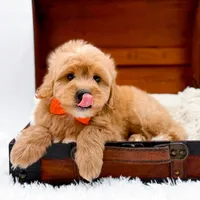 Skittles, a male Miniature Goldendoodle for sale in Statesville, NC – Photo 8 of 10