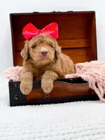 Holly, a female Bernedoodle for sale in Statesville, NC – 10 of 10