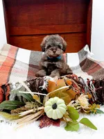 Victor, a male Poodle - Toy  for sale in Statesville, NC – 7 of 10