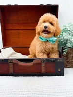 Pretzel, a male Miniature Goldendoodle for sale in Statesville, NC – 5 of 10
