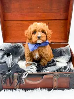Sam, a male Cavapoo for sale in Statesville, NC – 5 of 10