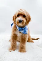 Andy, a male Miniature Goldendoodle for sale in Statesville, NC – 6 of 10