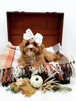 Lady, a female Cavapoo for sale in Statesville, NC – 5 of 10