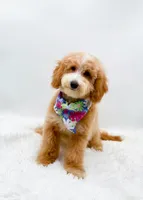 Dolly, a female Miniature Goldendoodle for sale in Statesville, NC – 5 of 10