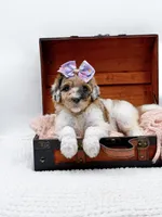 Hailey, a female Bernedoodle for sale in Statesville, NC – 8 of 10