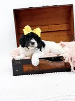 Hope, a female Bernedoodle for sale in Statesville, NC – 2 of 10
